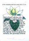 Steel Magnolia2.jpg (26991 bytes)