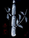 WhiteBamboo2.jpg (16095 bytes)